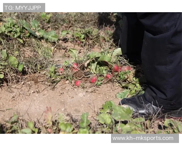 上海羽毛球队的崛起之路总决赛特别报道见证成长与荣耀